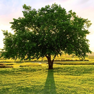 Gedenkbaum von  für Gero Bublitz 